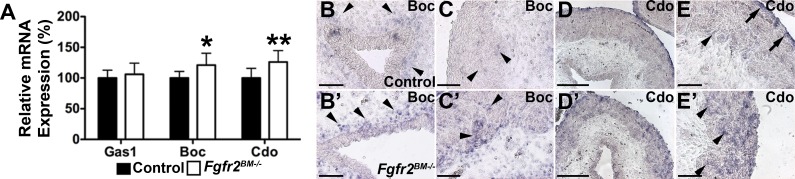 Fig. 12.