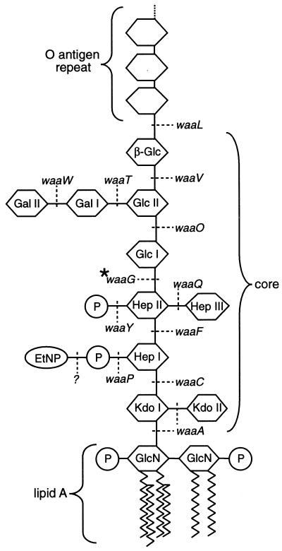 FIG. 1