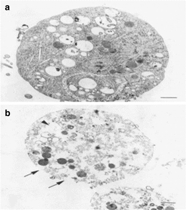 Fig. 8