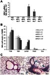 Fig. 7.