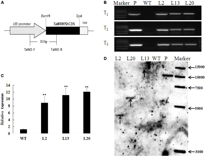 FIGURE 2