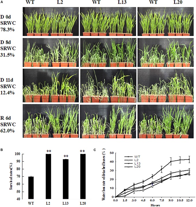 FIGURE 3