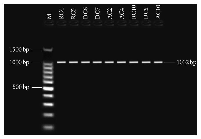 Figure 5