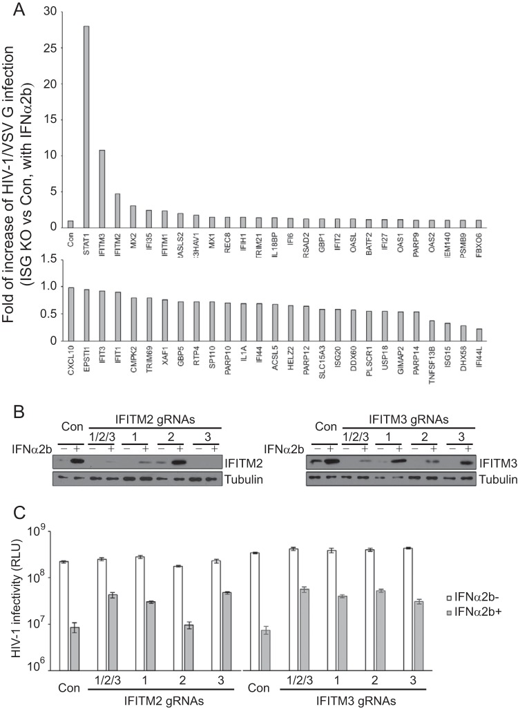 FIG 6