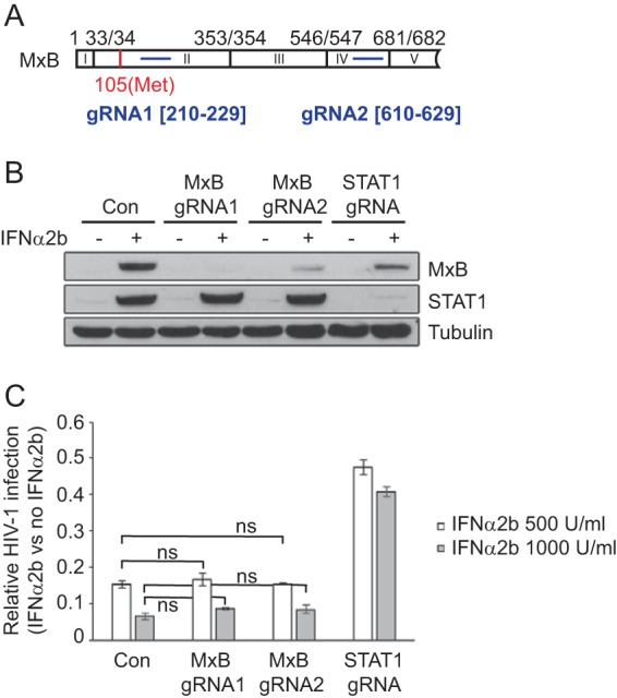 FIG 1