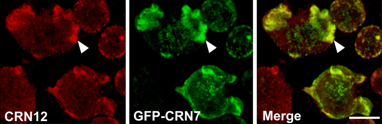 Fig. 1