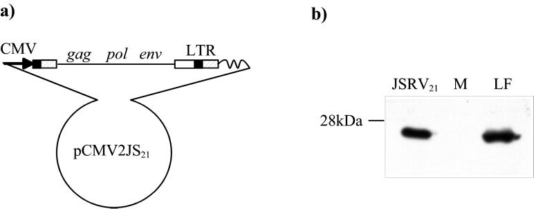 FIG. 1