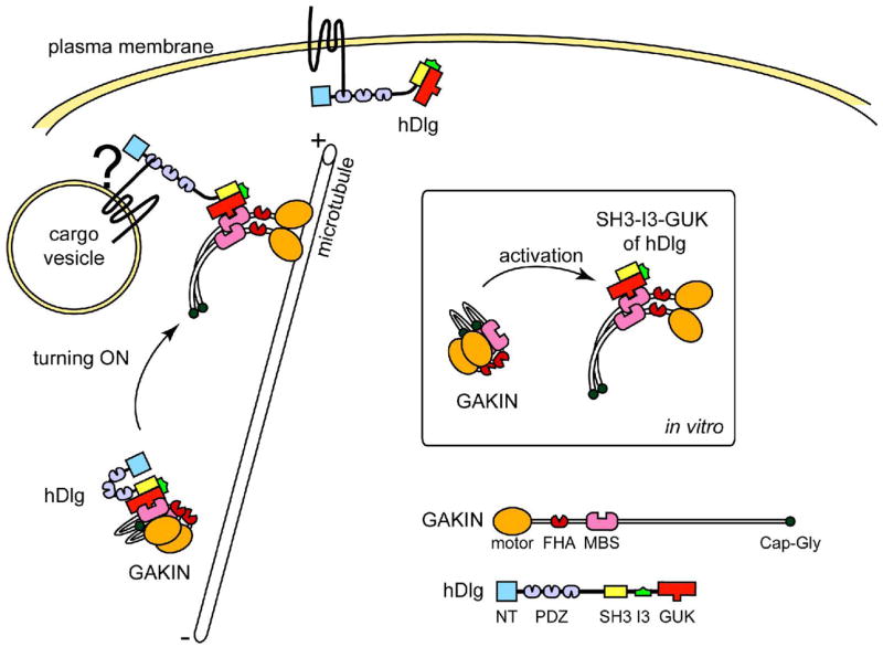 FIGURE 4