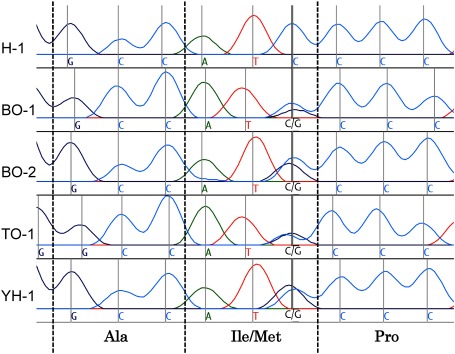 Fig. 1. Electropherograms of CHS1 of five strains of F. occidentalis corresponding to the I1017F site in T. urticae. A portion of CHS1 cDNA was amplified by RT-PCR using cDNA of pooled pupae, and the purified PCR product was sequenced directly.