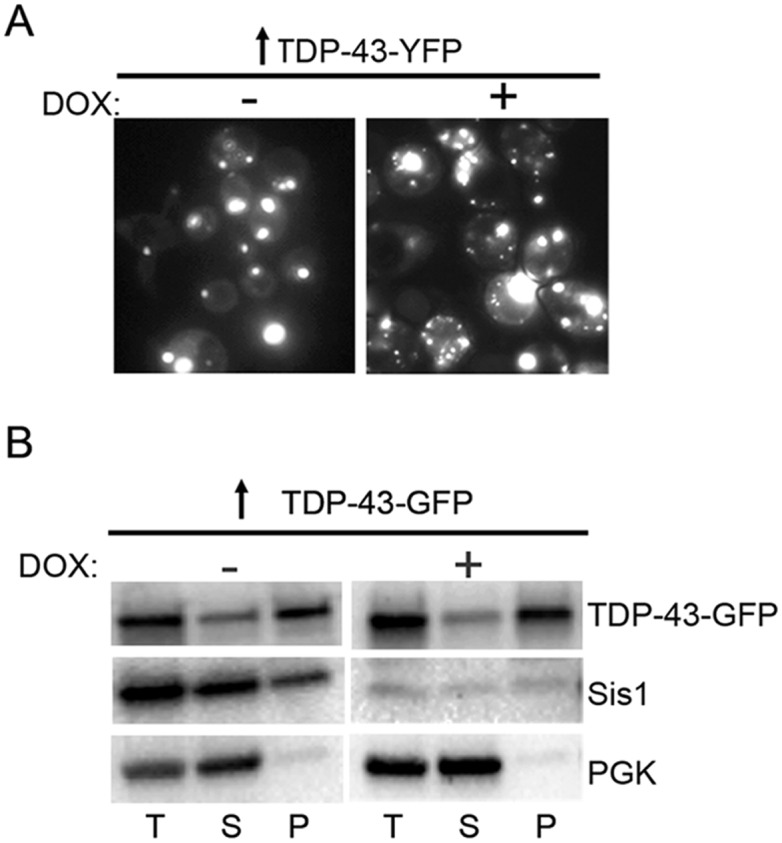 Fig 5