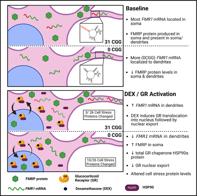 graphic file with name nihms-2005242-f0008.jpg