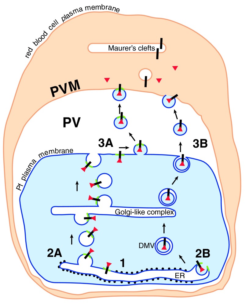 Figure 3. 