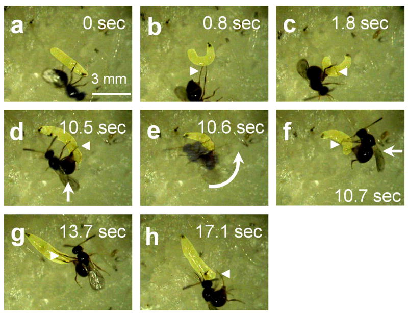 Figure 6