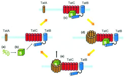 FIG. 2.