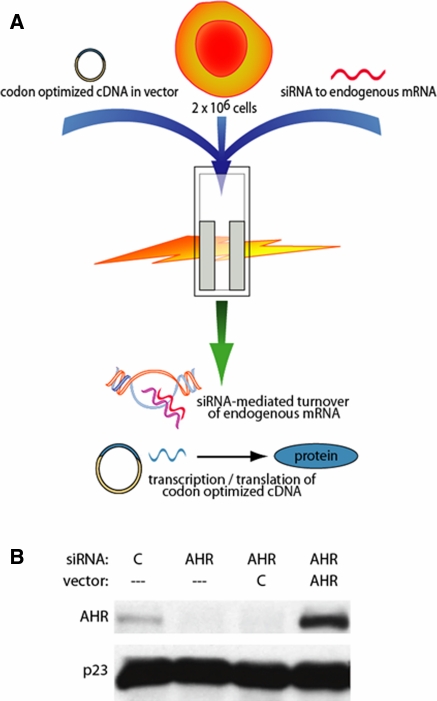 Fig. 2