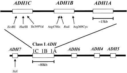 Figure  1