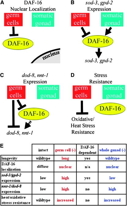 Figure 5.—