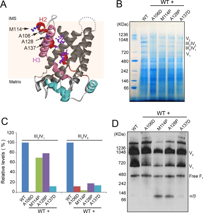 FIGURE 3: