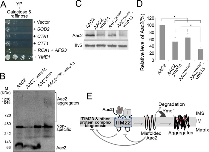 FIGURE 6: