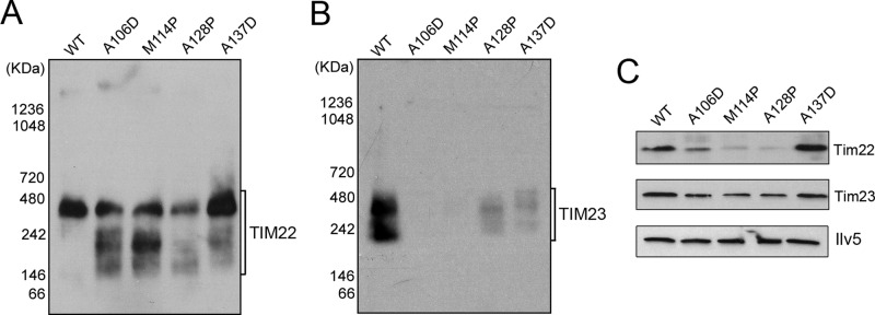 FIGURE 4: