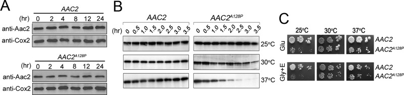 FIGURE 5: