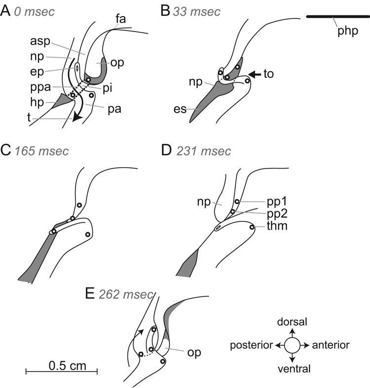 Fig. 5