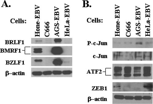 FIG. 7.