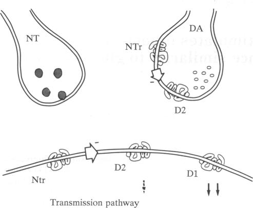 graphic file with name pnas01086-0403-a.jpg