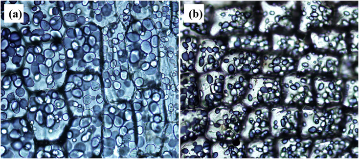 Fig. 7