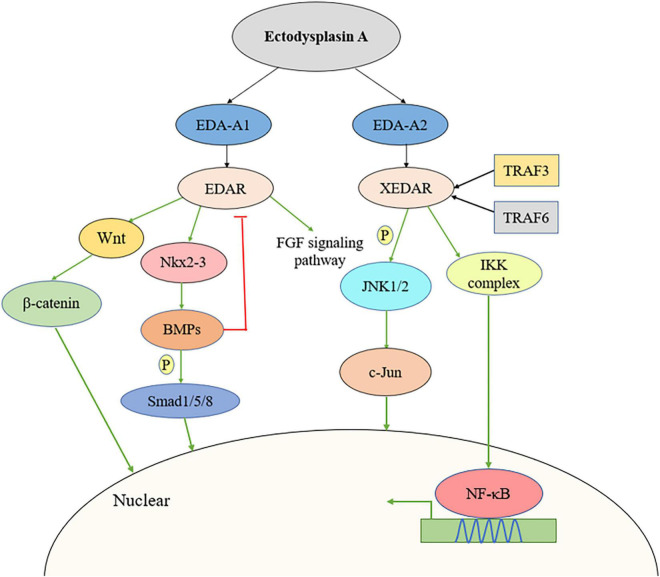 FIGURE 1