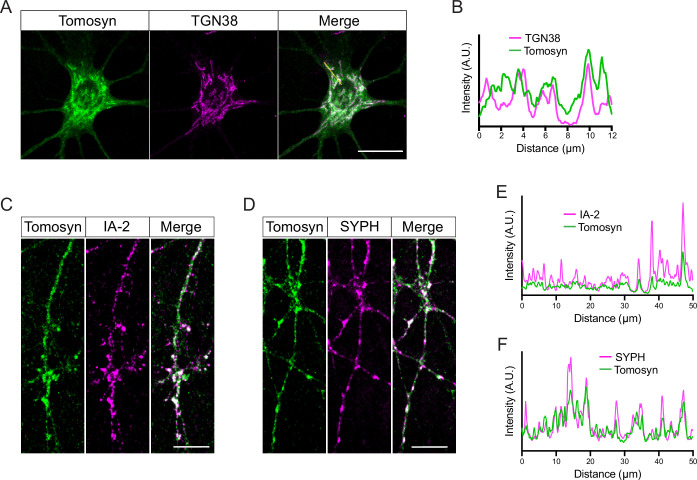 Figure 5—figure supplement 1.