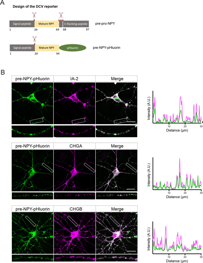 Figure 1—figure supplement 2.