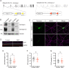 Figure 1—figure supplement 1.