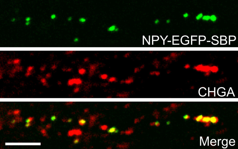 Figure 5—figure supplement 2.