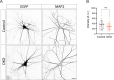 Figure 2—figure supplement 1.