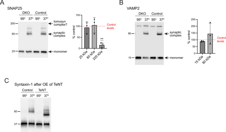 Figure 1—figure supplement 3.