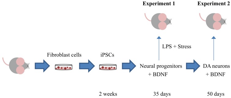 FIGURE 1