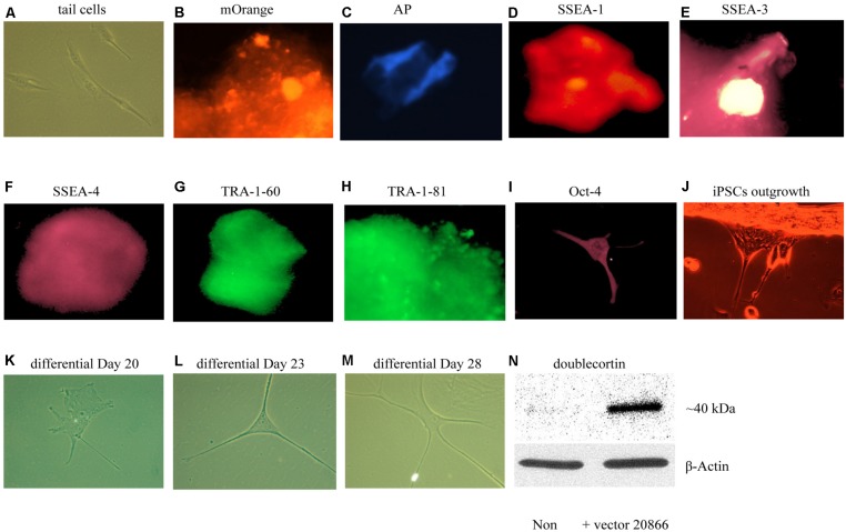 FIGURE 3