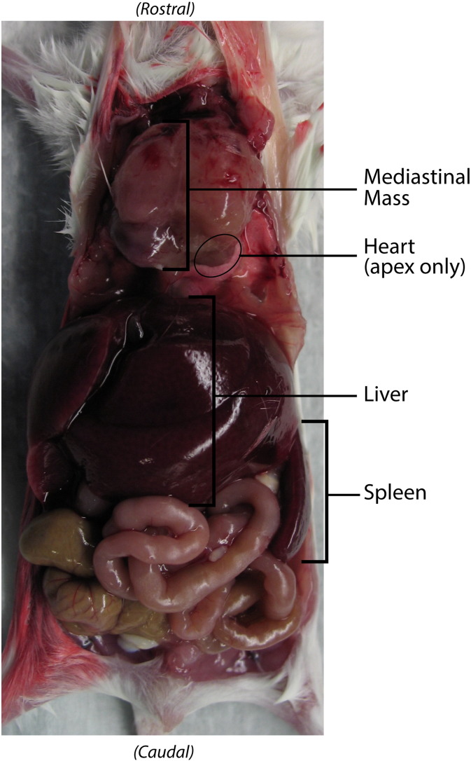 Supplementary Figure 1