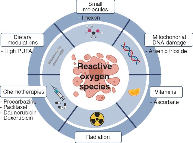 Figure 3. Potential pro-oxidant therapies. It may be possible to inhibit the metastasis or progression of some cancers using pro-oxidant therapies that exacerbate the oxidative stress experienced by cancer cells.