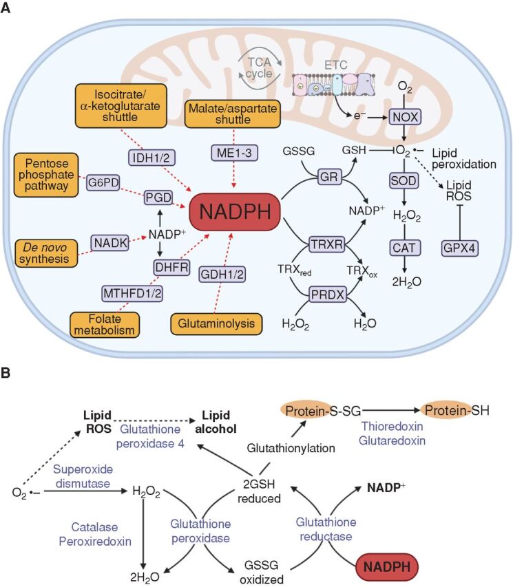 Figure 1. Metabolic pathways that generate NADPH are important sources of reducing equivalents for oxidative stress resistance. A, Glutathione (GSH) and thioredoxin (TRXred) are redox buffers that are used by antioxidant enzymes such as superoxide dismutase (SOD), peroxiredoxin (PRDX), and glutathione peroxidase 4 (GPX4) to neutralize ROS, including O2−, H2O2, and lipid ROS. The reduced forms of GSH and TRX can then be regenerated from the oxidized forms [glutathione disulfide (GSSG); TRXox] by glutathione reductase (GR) or thioredoxin reductase (TRXR), which obtain reducing equivalents from NADPH. NADP+ is generated de novo from NAD+ by NAD kinase (NADK; ref. 167). NADP+ is then reduced to NADPH by the pentose phosphate pathway, the folate pathway, malic enzyme (ME1, 2, or 3), glutamate dehydrogenase (GDH1/2), or isocitrate dehydrogenase (IDH1/2; ref. 86). Other abbreviations in this panel include electron transport chain (ETC), glucose-6-phosphate dehydrogenase (G6PD), phosphogluconate dehydrogenase (PGD), dihydrofolate reductase (DHFR), methylenetetrahydrofolate dehydrogenase 1/2 (MTHFD1/2), NADPH oxidase (NOX), superoxide dismutase (SOD), and catalase (CAT). B, Schematic of reactions in which antioxidant enzymes transfer reducing equivalents between NADPH, GSH, and ROS.