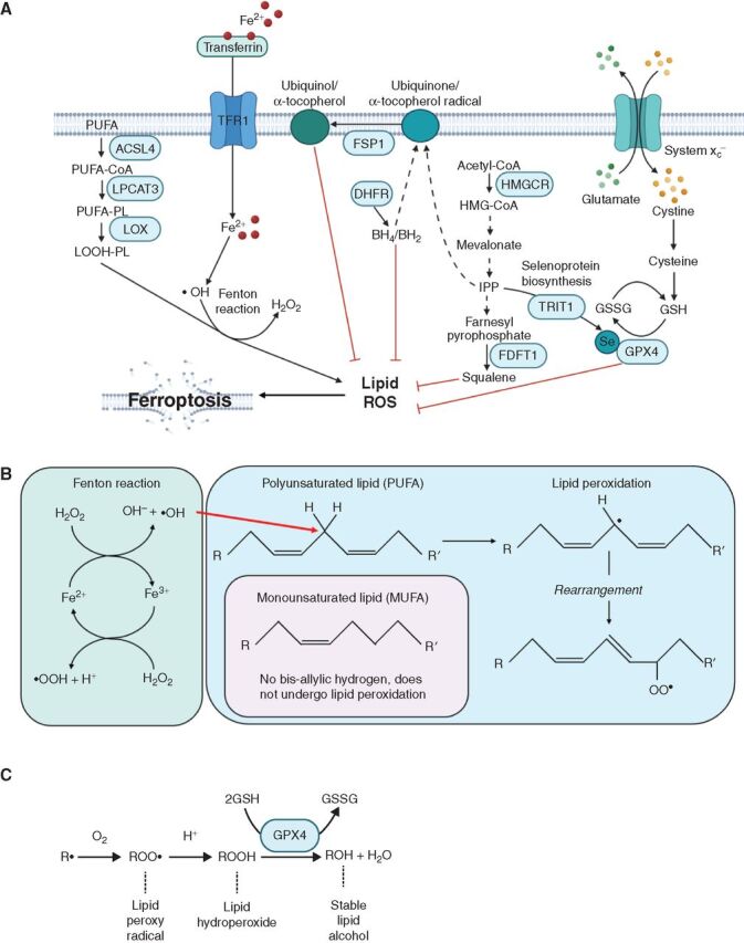 Figure 2. The regulation of ferroptosis. A, Lipid ROS, including lipid peroxides, arise as a result of the oxidation of polyunsaturated fatty acids (PUFA), driven by Fenton reactions in which redox active iron generates hydroxyl radicals (•OH). These PUFAs are present in membrane phospholipids (PL). Cells have multiple antioxidant defenses that oppose the accumulation of lipid ROS including the selenocystine (Se) enzyme, glutathione peroxidase 4 (GPX4), and the reducing agents squalene (100), tetrahydrobiopterin (BH4; ref. 105), and ubiquinol/α-tocopheral. Abbreviations include transferrin receptor protein 1 (TFR1), acyl-CoA synthetase long-chain family member 4 (ACSL4), lysophosphatidylcholine acyltransferase 3 (LPCAT3), lysyl oxidase (LOX), six-transmembrane epithelial antigen of prostate 3 (STEAP3), divalent metal transporter 1 (DMT1), ferroptosis suppressor protein 1 (FSP1; refs. 168, 169), dihydrofolate reductase (DHFR), 3-Hydroxy-3-Methylglutaryl-CoA Reductase (HMGCR), TRNA Isopentenyltransferase 1 (TRIT1), glutathione (GSH), glutathione disulfide (GSSG), farnesyl-diphosphate farnesyltransferase 1 (FDFT1). B, Schematic of reactions in which iron generates hydroxyl radicals (•OH) that react with bis-allylic hydrogens in PUFAs to generate lipid ROS (99). C, Generation of stable lipid alcohols from lipid ROS by GPX4.