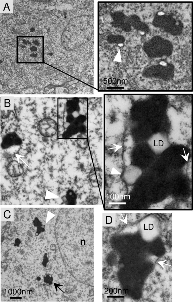 Fig 5.