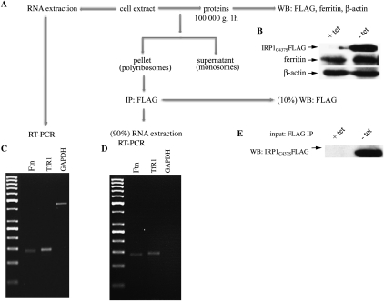 FIGURE 4.