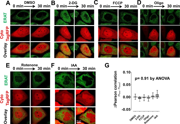 Figure 1—figure supplement 5.