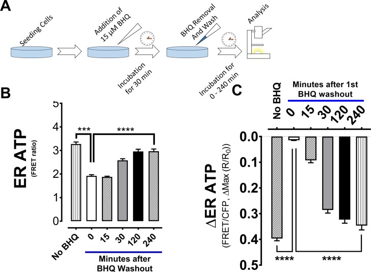 Figure 2—figure supplement 1.