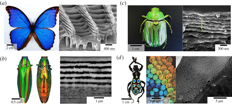 Figure 4. 