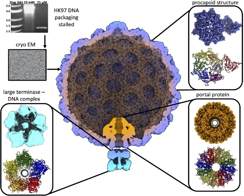 Graphical Abstract