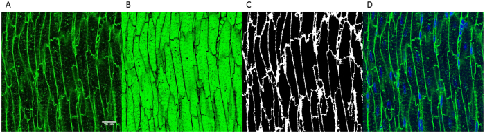 Figure 5