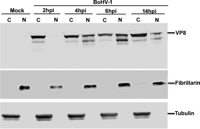 FIG 11